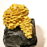 Golden Oyster Mushroom Grow Kit