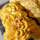 Golden Oyster Mushroom Grow Kit