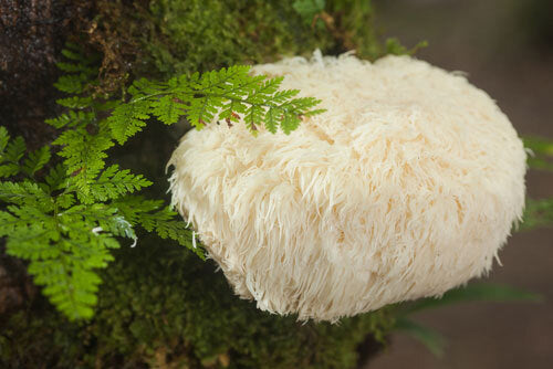 THE LION’S MANE MUSHROOM: NUTRITION PROFILE AND OTHER BENEFITS