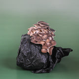 Cosmic Queen Oyster Mushroom Grow Kit