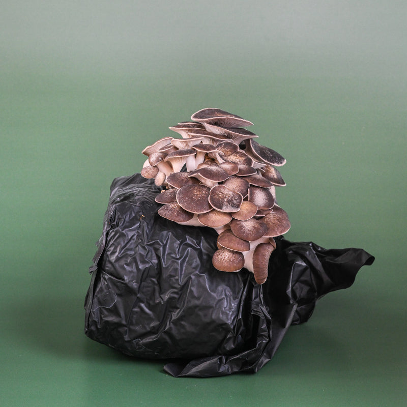 Cosmic Queen Oyster Mushroom Grow Kit