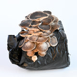 Cosmic Queen Oyster Mushroom Grow Kit