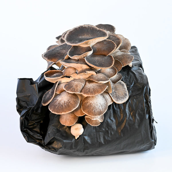 Cosmic Queen Oyster Mushroom Grow Kit
