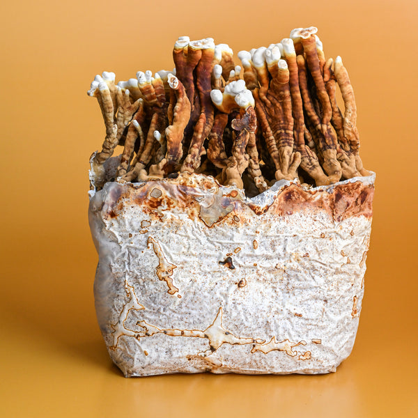 Reishi Antler Grow Kit