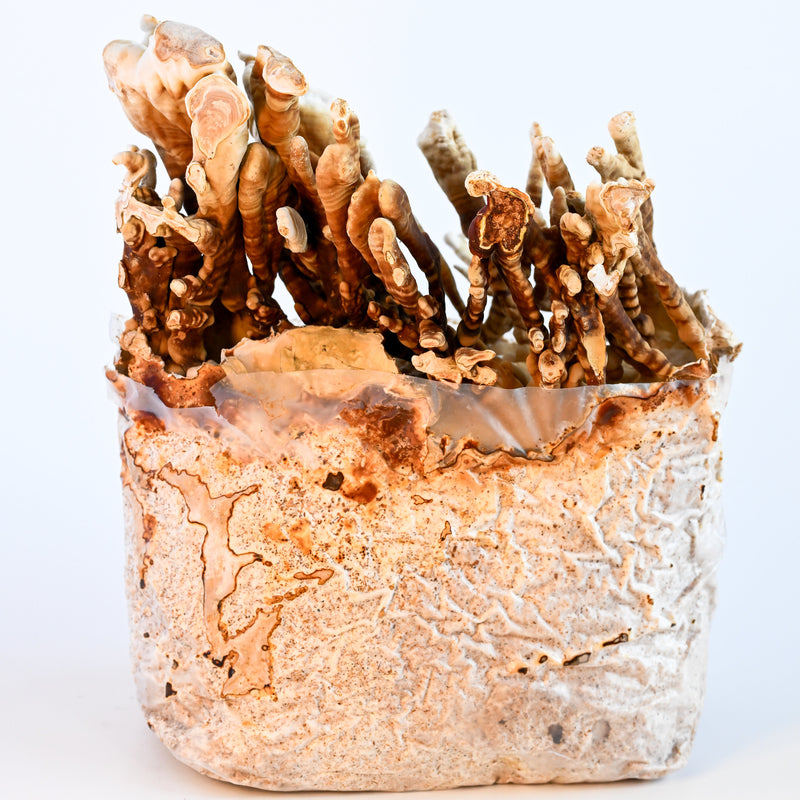 Reishi Antler Grow Kit