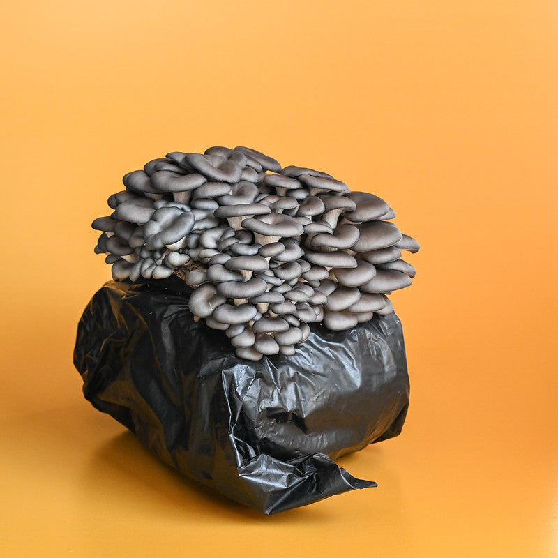 Blue Oyster Mushroom Grow Kit