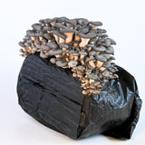 Blue Oyster Mushroom Grow Kit