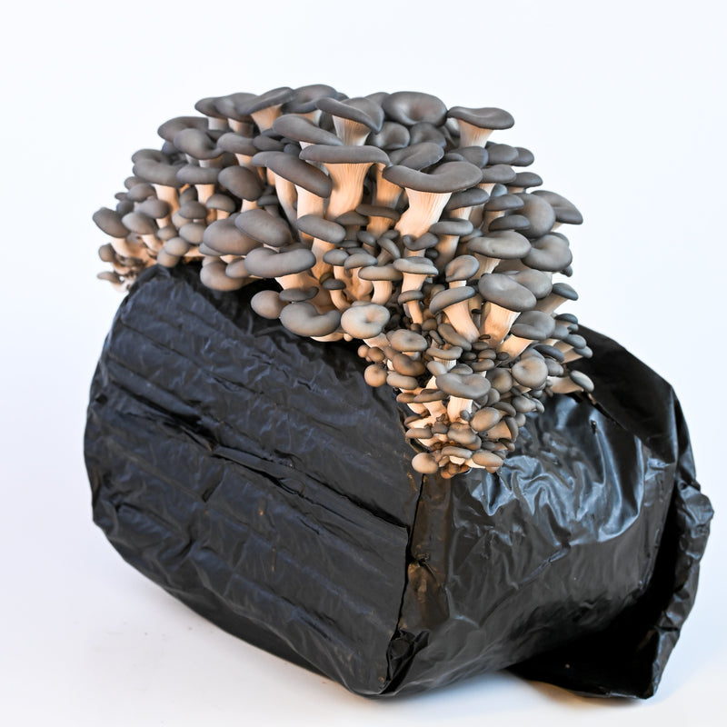 Blue Oyster Mushroom Grow Kit
