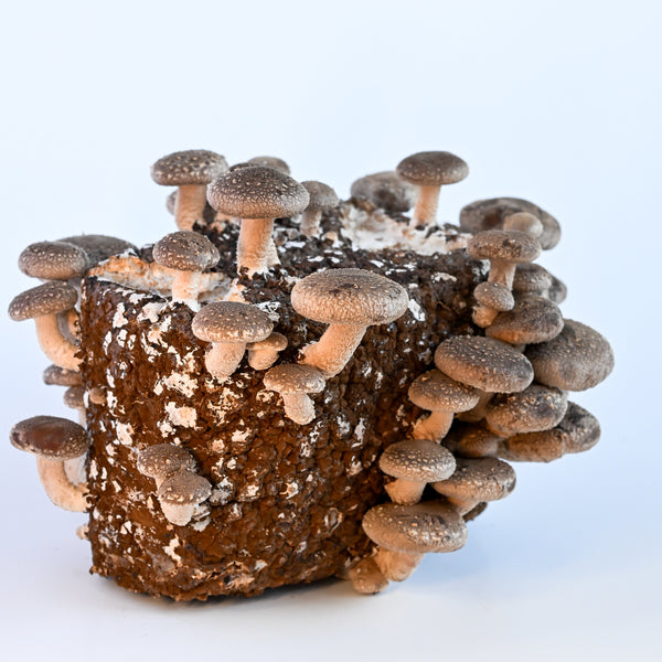 Shiitake Mushroom Grow Kit