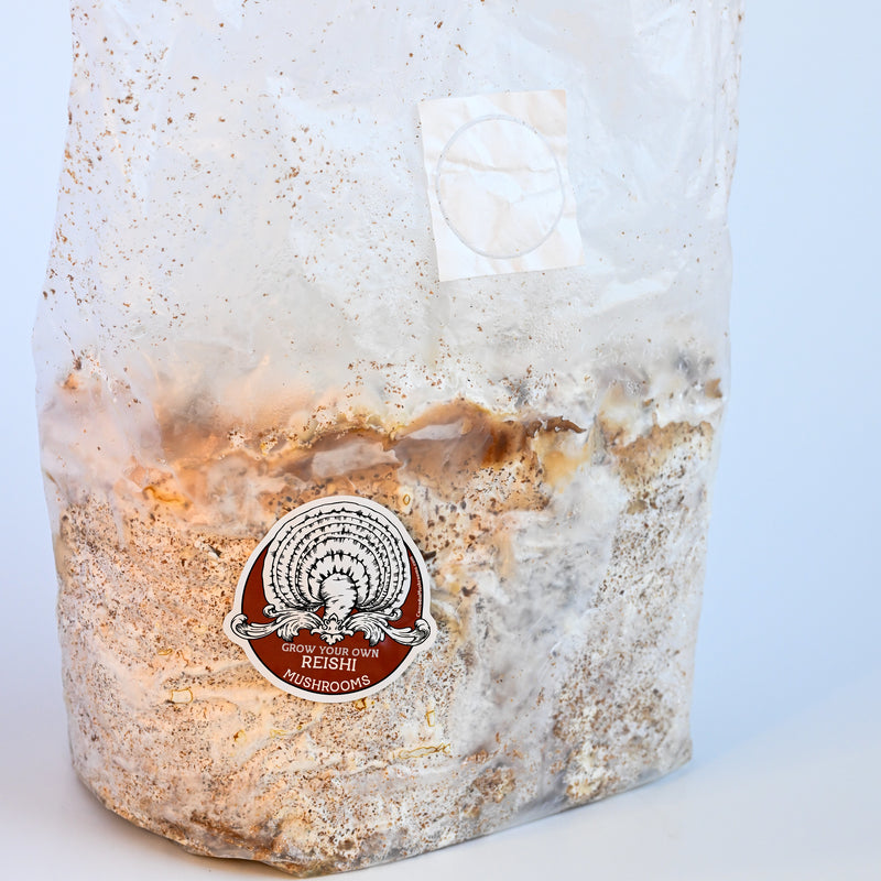 Reishi Antler Grow Kit