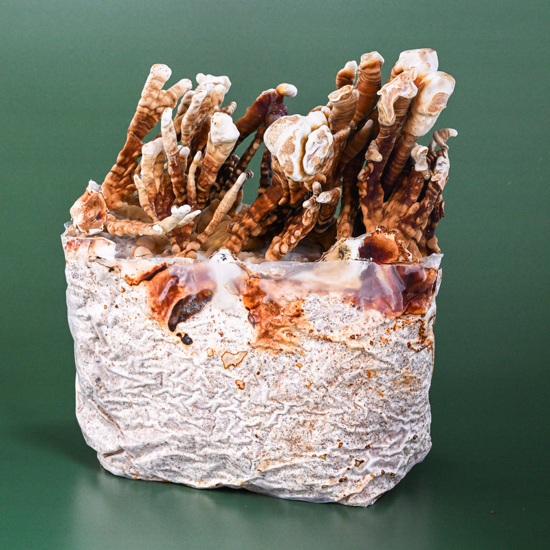 Reishi Antler Grow Kit