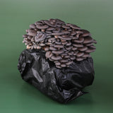 Blue Oyster Mushroom Grow Kit