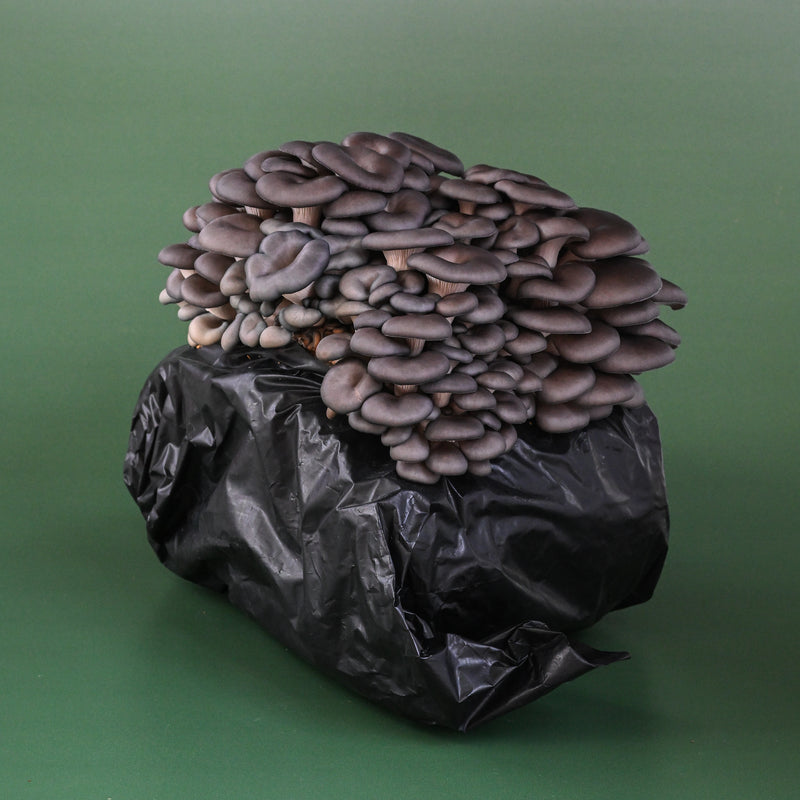 Blue Oyster Mushroom Grow Kit