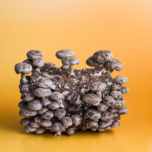 Shiitake Mushroom Grow Kit