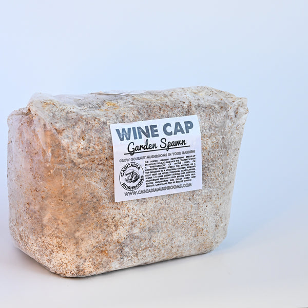 Wine Cap Stropharia Garden Starter