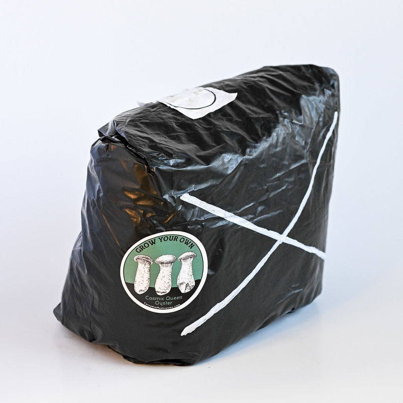 Cosmic Queen Oyster Mushroom Grow Kit