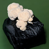 Lion's Mane Grow Kit