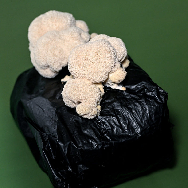 Lion's Mane Grow Kit