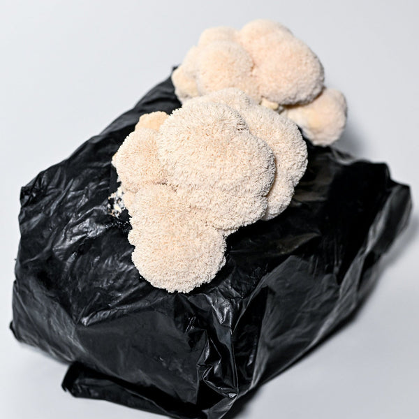Lion's Mane Grow Kit