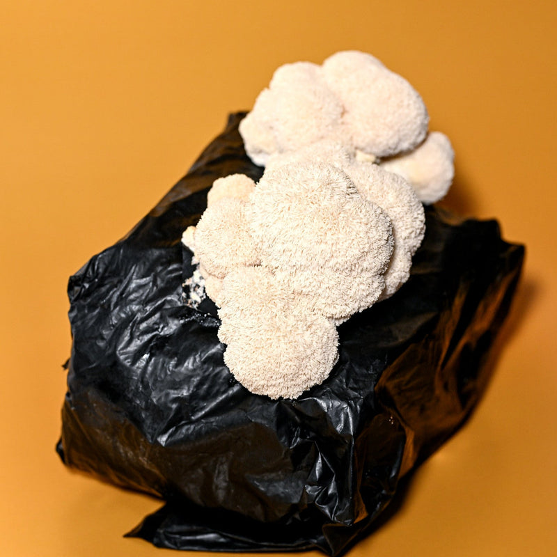 Lion's Mane Grow Kit