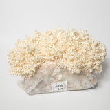 Coral Tooth Grow Kit