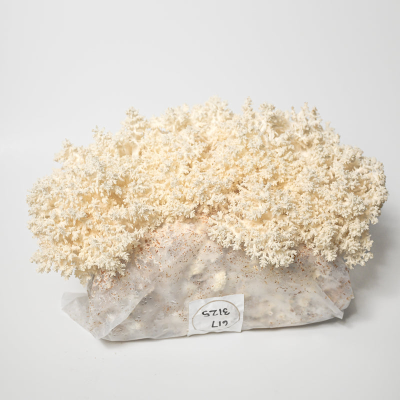 Coral Tooth Grow Kit