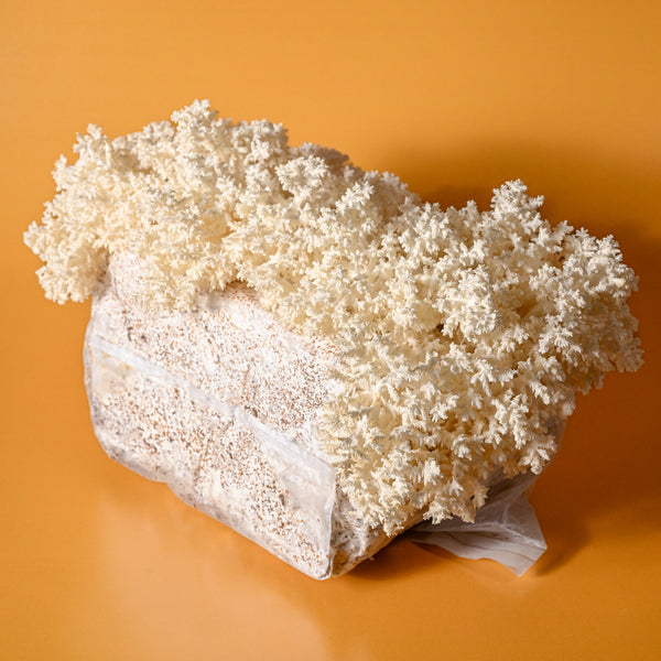 Coral Tooth Grow Kit