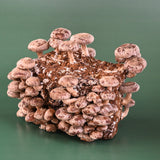 Shiitake Mushroom Grow Kit