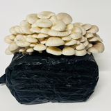 Elm Oyster Mushroom Grow Kit