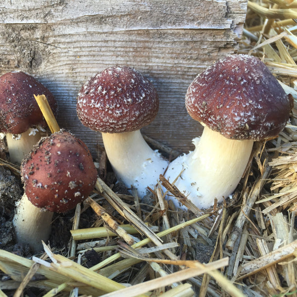 Wine Cap Stropharia Garden Starter