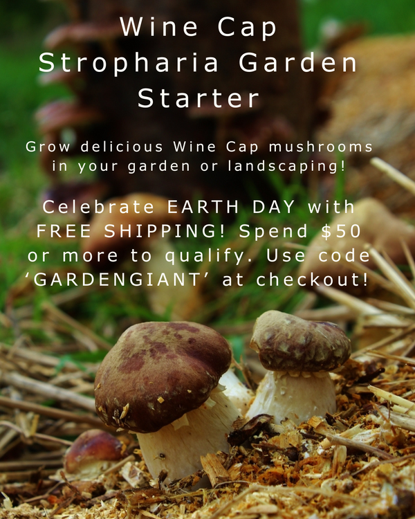 Wine Cap Stropharia Garden Starter