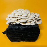 Elm Oyster Mushroom Grow Kit