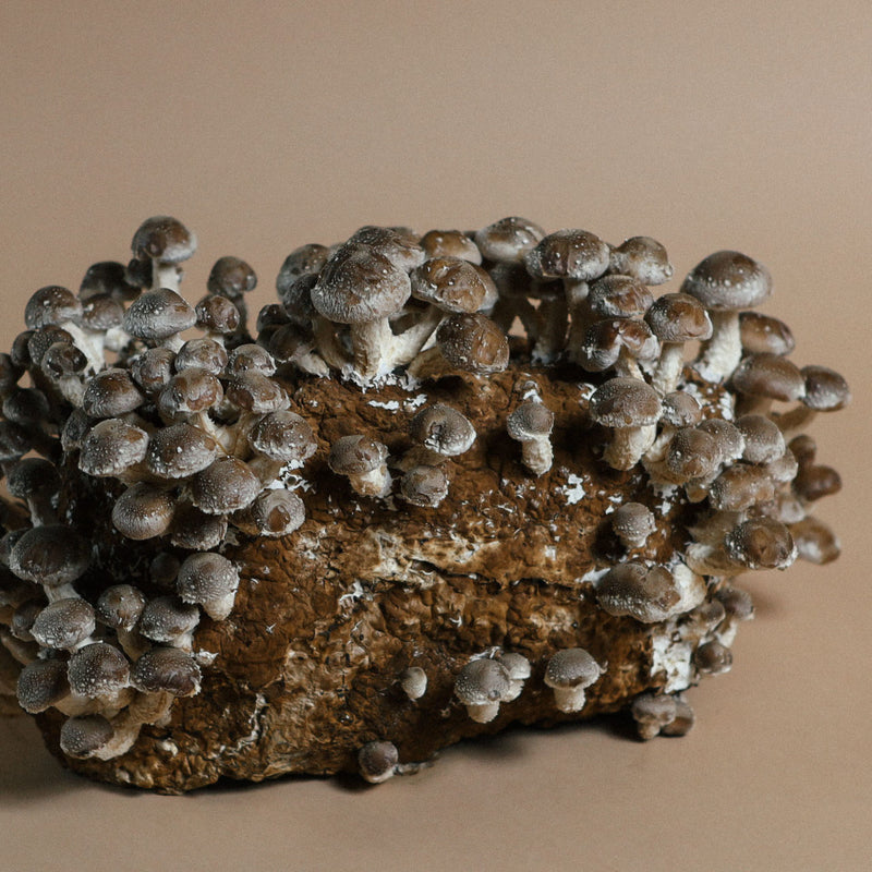grow shiitake mushrooms at home